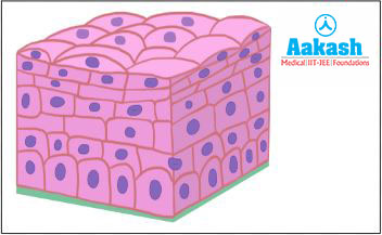 Non-keratinised stratiﬁed squamous epithelium