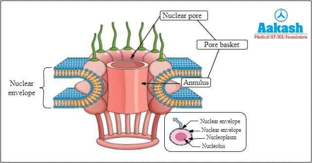 Structure of nuclear pore