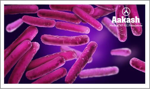 Lactobacillus