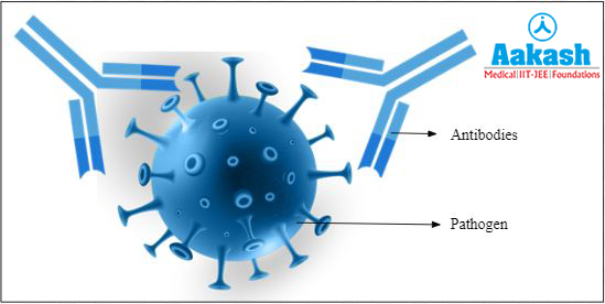 Immunoglobulins