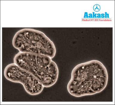 Entamoeba histolytica