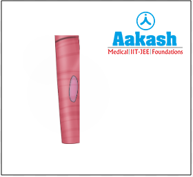 Cardiomyocyte (Cell)