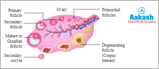 Section of ovary