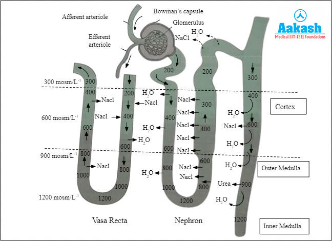 Counter Current Mechanism of Nephric Filtrate