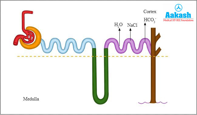 Reabsorption in DCT