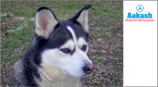 Alaskan husky (Canis lupus)