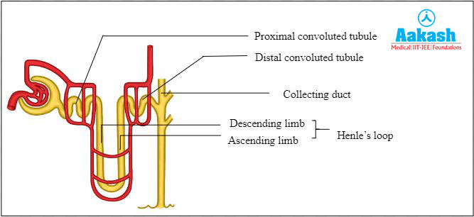 Parts of Renal Tubules