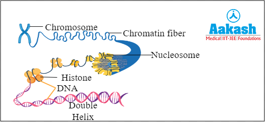 Condensation of chromatin to form chromosome