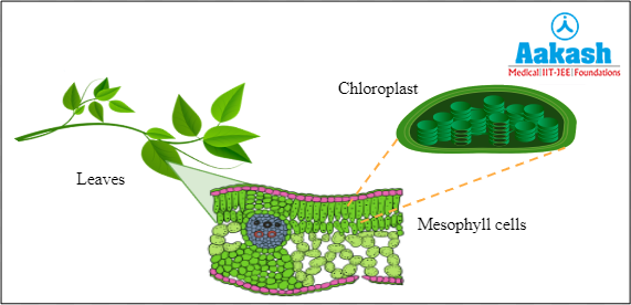 C.S. of dicot leaf