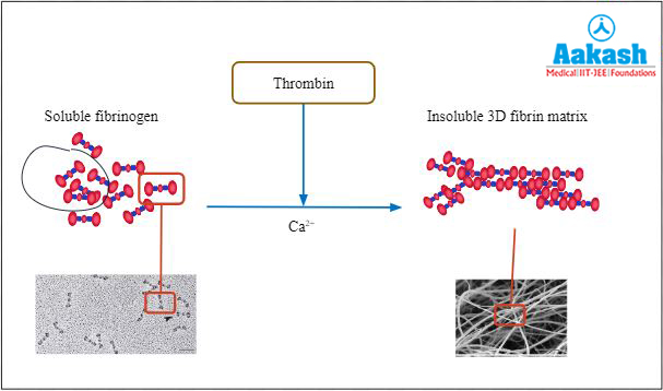Fibrinogen and fibrin