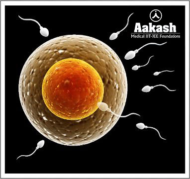 Comparison of size of ovum with sperms