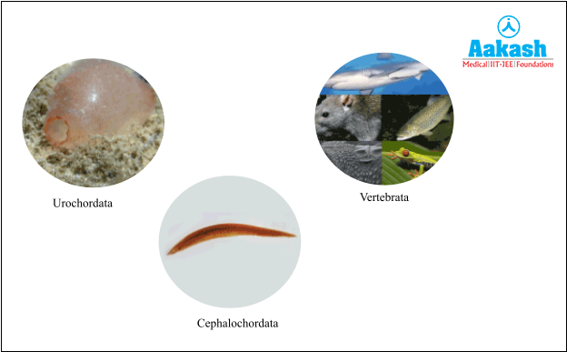 Examples of phylum Chordata