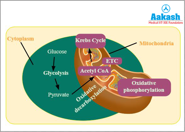 cytoplasm