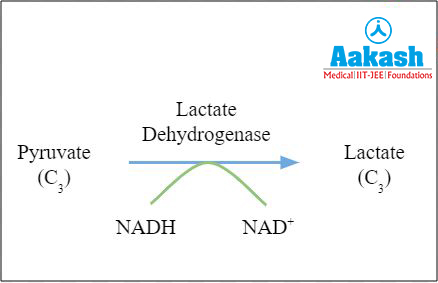 Lactic acid fermentation