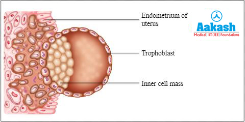 Post fertilisation events