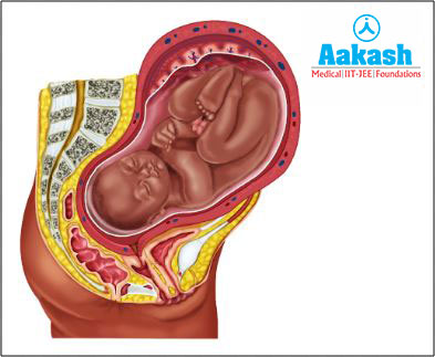 Site of Development of Foetus
