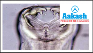 Head of hookworm without major sense organs