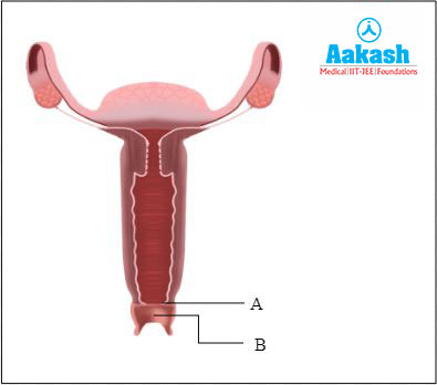 Vaginal orifice Hymen