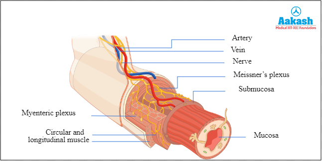 Neural regulation of digestion