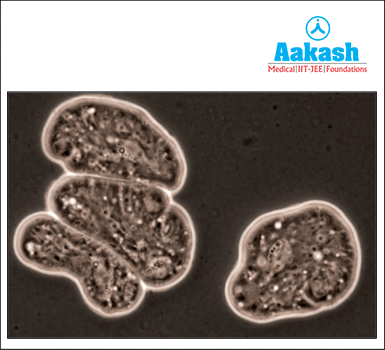 Entamoeba histolytica