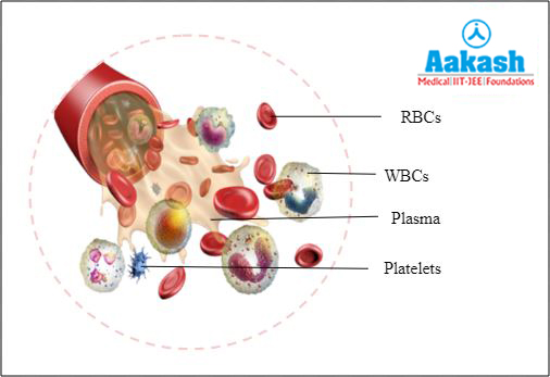 Components of blood