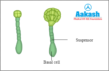 Formation of proembryo
