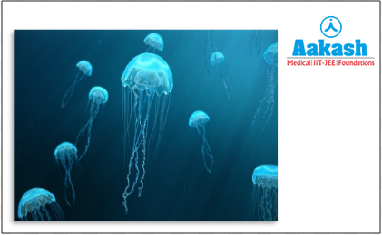 Jellyfish - Phylum Cnidaria