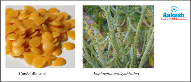 Candelilla wax and candelilla shrub