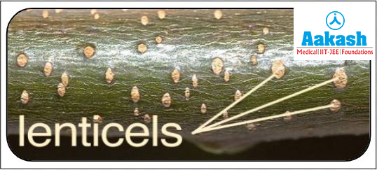 lenticels
