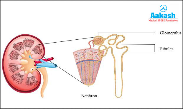 Structure of Nephron
