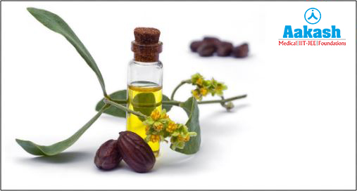 Jojoba wax and the jojoba plant