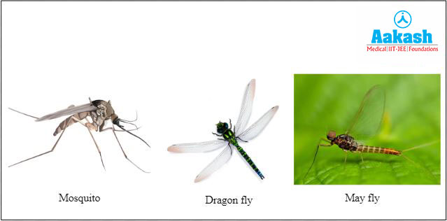 Insects with aquatic larva