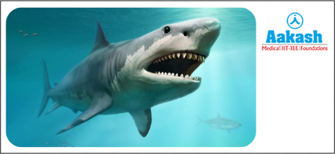 Ovoviviparous animal