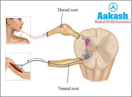 Myelomere Diagram