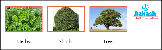 Herbs, shrubs and trees