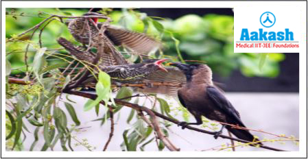 Crow feeding koel