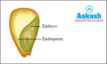 Structure of albuminous seed