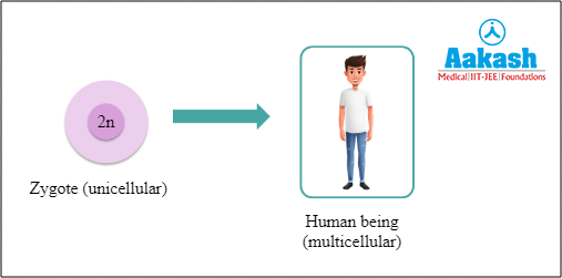 Formation of a multicellular organism from zygote