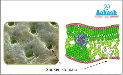 Sunken stomata