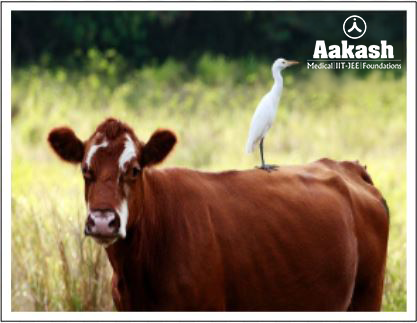 Egret and cattle diagram