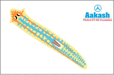 Flatworms - Phylum Platyhelminthes