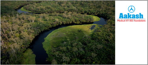Congo Basin rain forest