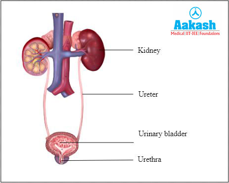 Human Excretory System