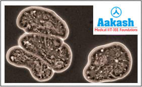 Entamoeba histolytica