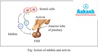 Action of Inhibin and Activin