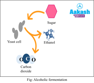 alcoholic fermentation