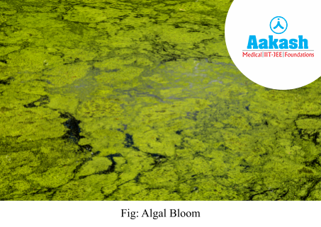 algal bloom