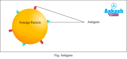 antigens