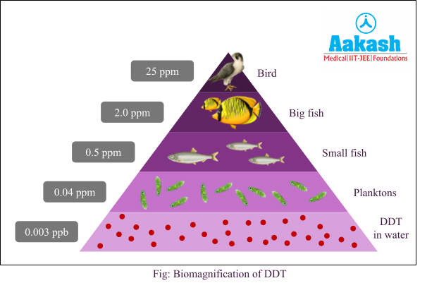 biomagnifaction of ddt