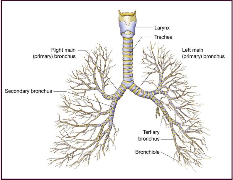 bronchi
